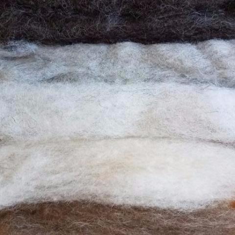 Shetland Wool Heather Combed Top Roving