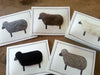 Unique Wool Sheep Notecards, Assorted (Set of 5)